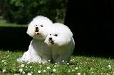 BICHON FRISE 597